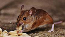 24 Hour & Emergency Exterminators in Marietta, WA